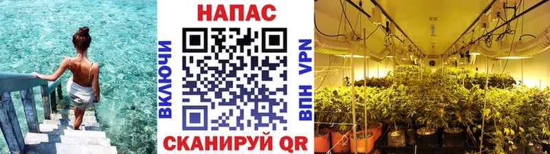Марихуана план купить Павловск
